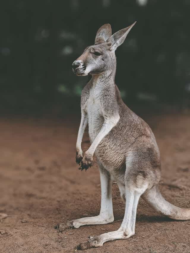 Kangaroo Dream Meaning