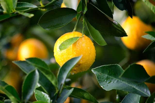 Lemon Tree Dream Meaning 