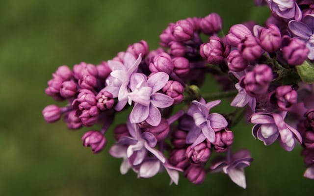 Lilac Dream Meaning