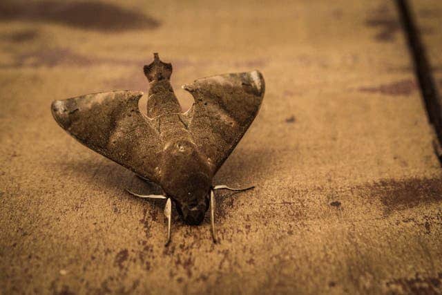 Moth Dream Meaning