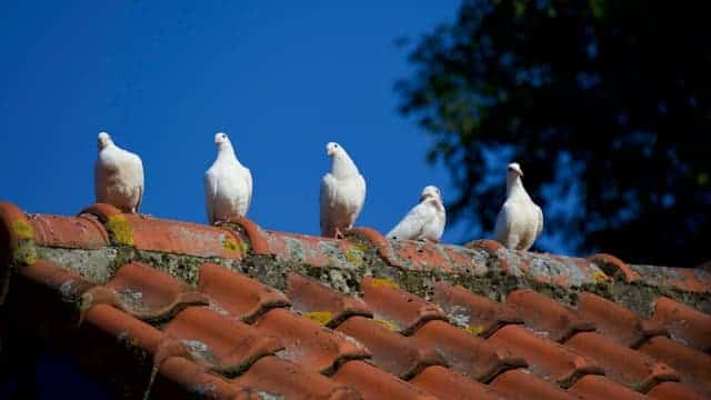 Multiple Doves Dream Meaning