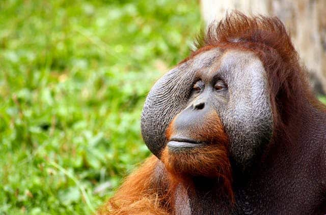 Orangutan Dream Meaning