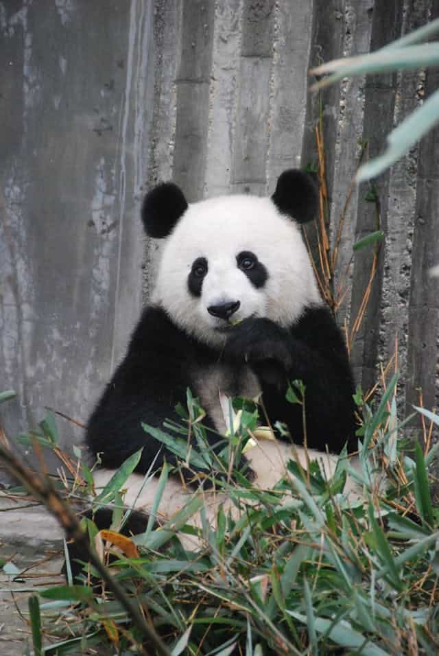 Panda Dream Meaning