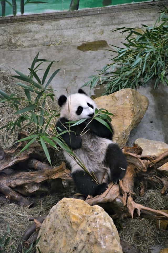 Panda Eating Bamboo Dream Meaning