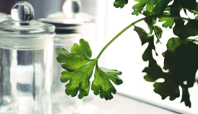 Parsley Dream Meaning