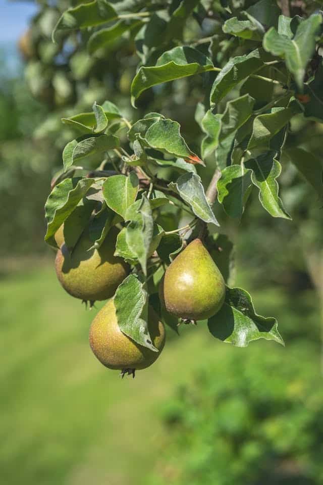 Pear Tree Dream Meaning