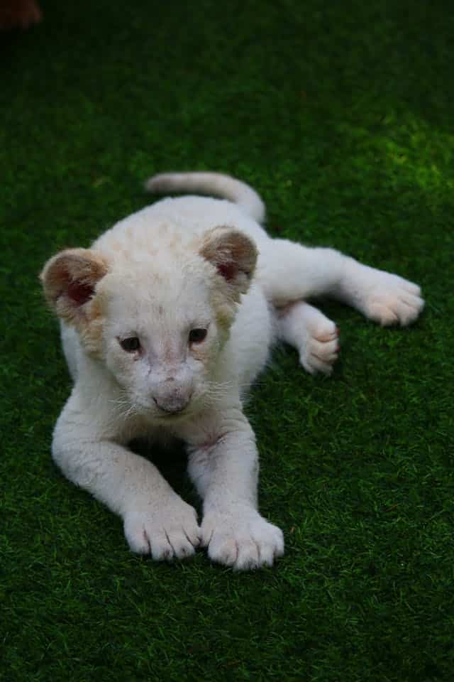 Petting a Lion Dream Meaning