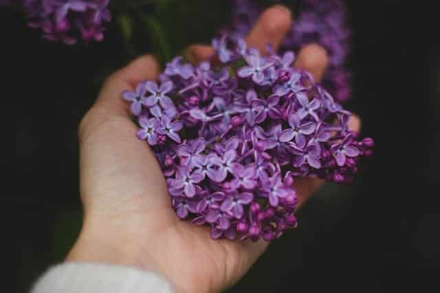 Picking Lilac Dream Meaning 