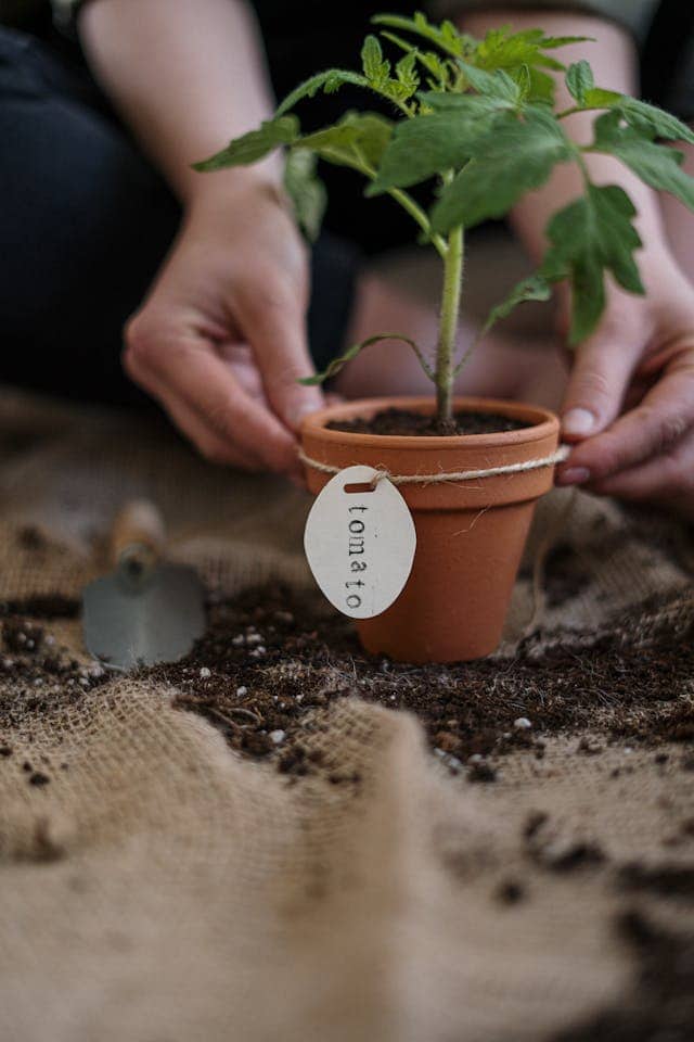 Planting Tomato Seedlings Dream Meaning 