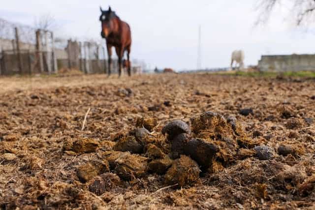 Poop Dream Meaning