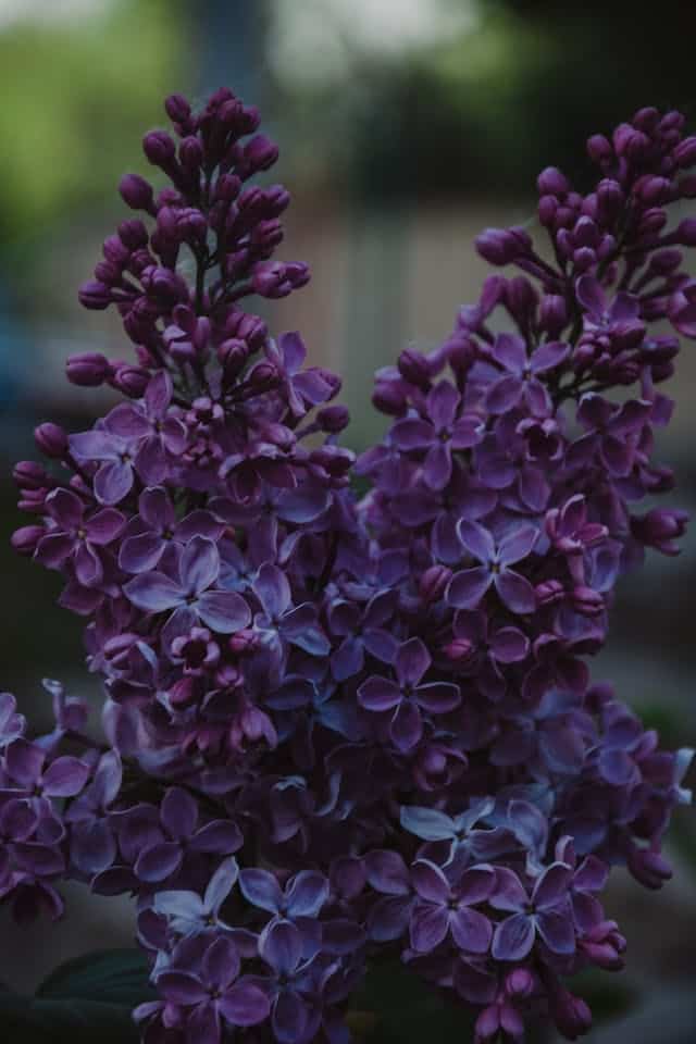 Purple Lilac Dream Meaning  