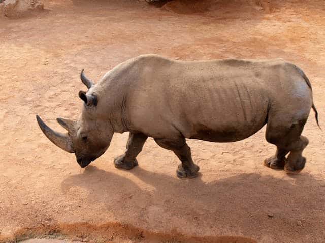 Rhino Attack Dream Meaning 