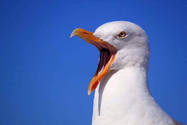 Seagull Attack Dream Meaning 