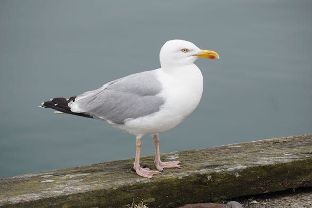 Seagull Dream Meaning