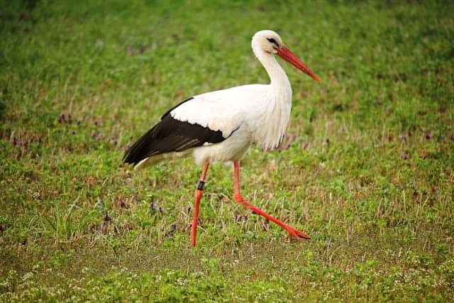 Stork Dream Meaning