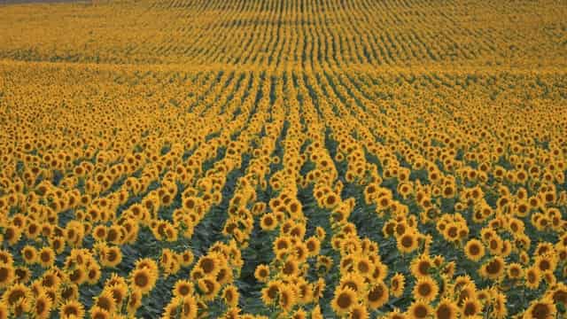 Sunflower Field Dream Meaning