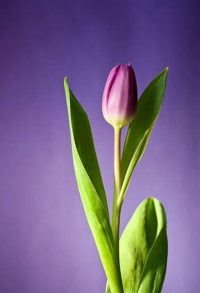 Tulip Dream Meaning