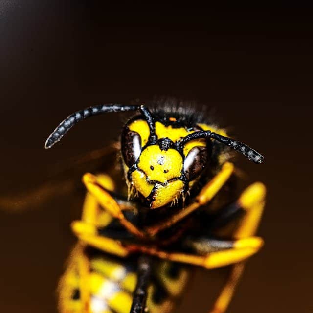 Wasp Dream Meaning