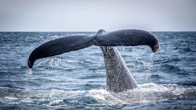 Whale Tail Dream Meaning