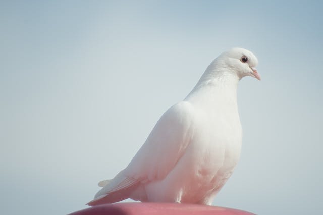 White Pigeon Dream Meaning 