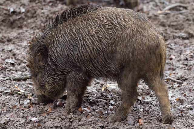 Wild Pig Dream Meaning