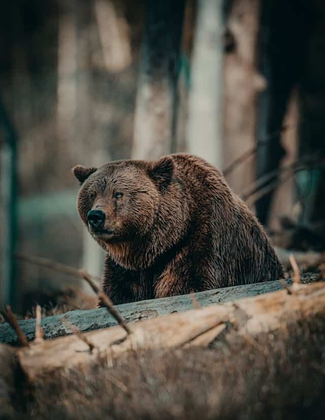 Bär Traumdeutung: Was bedeutet es?