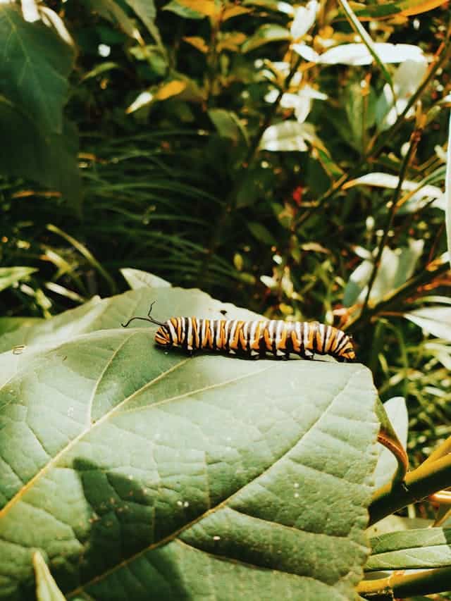 Traumdeutung Raupe