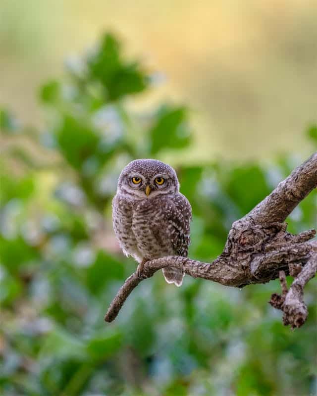 Baby Owl Dream Meaning