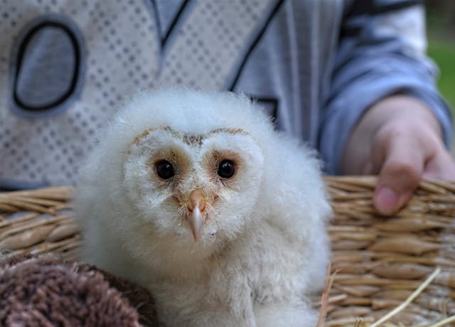 Baby White Owl Dream Meaning