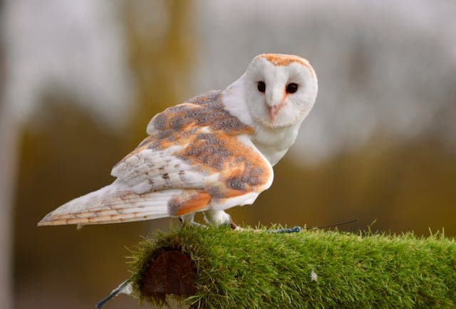 Barn Owl Dream Meaning