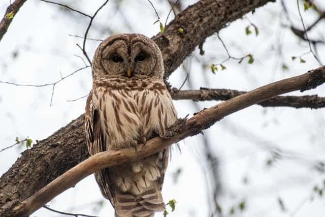 Barred Owl Dream Meaning