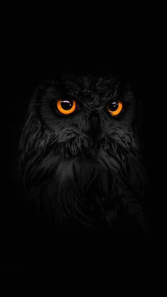 Black Owl Dream Meaning