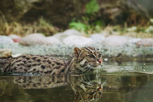 Cat Swimming Dream Meaning