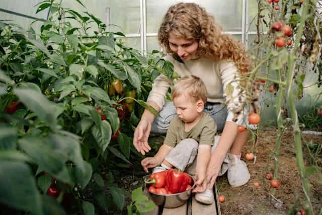 Collecting Peppers Dream Meaning