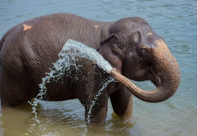 Elephant Bathing Dream Meaning