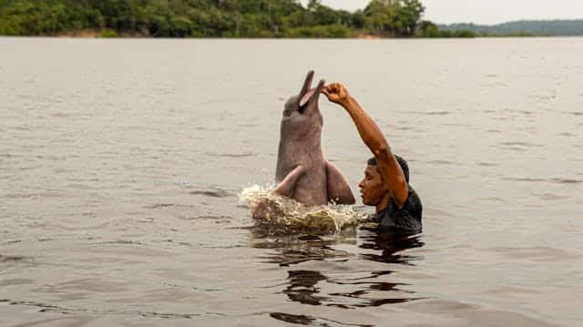 Feeding a Dolphin Dream Meaning