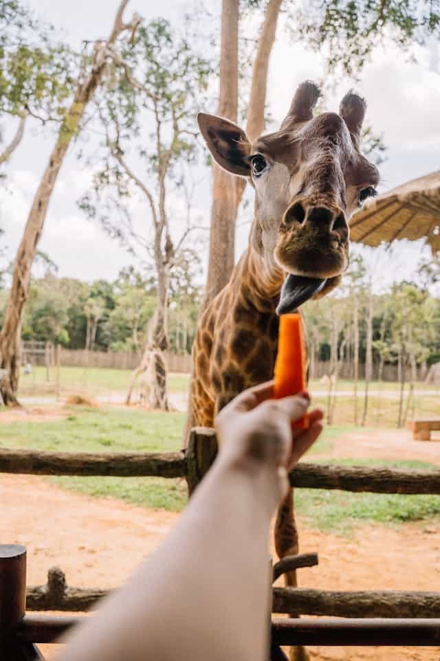 Feeding a Giraffe Dream Meaning