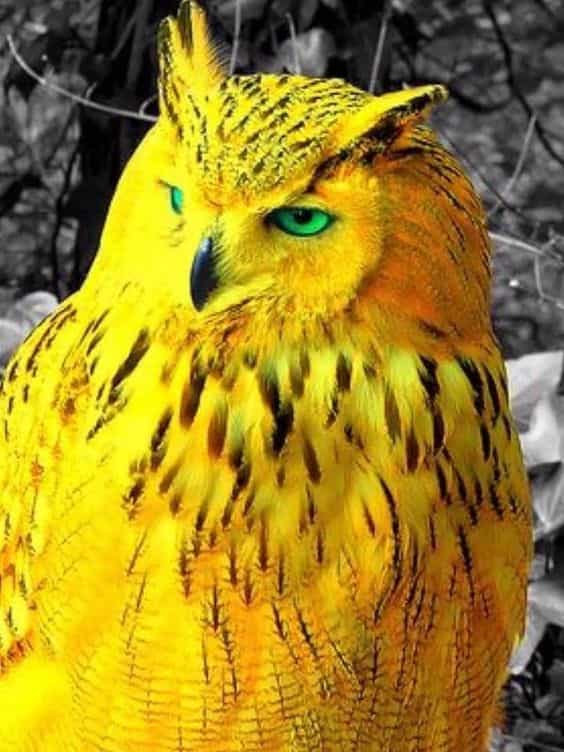 Golden Owl Dream Meaning