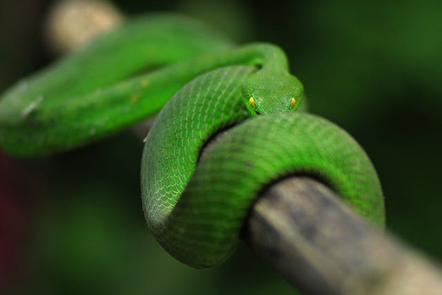 Green Snake Bite Dream Meaning