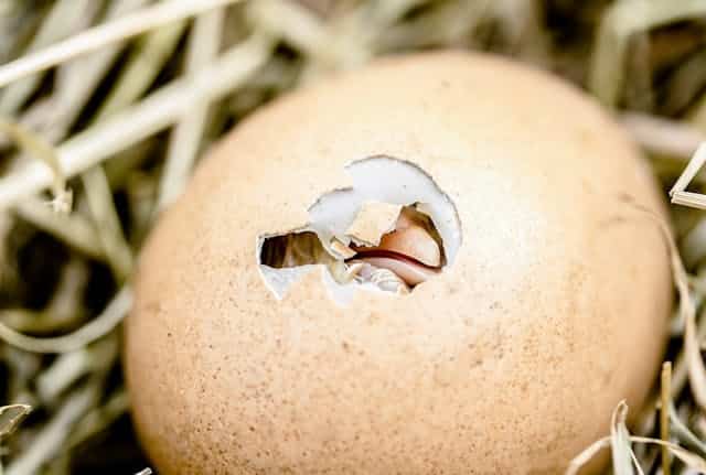 Hatching Egg Dream Meaning