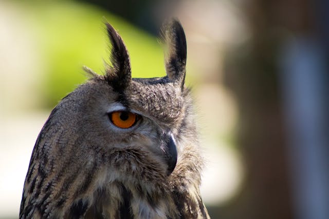 Horned Owl Dream Meaning