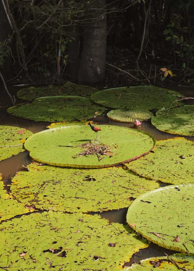 Inside The Swamp Dream Meaning