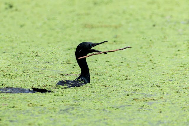 Marsh Swamp Dream Meaning