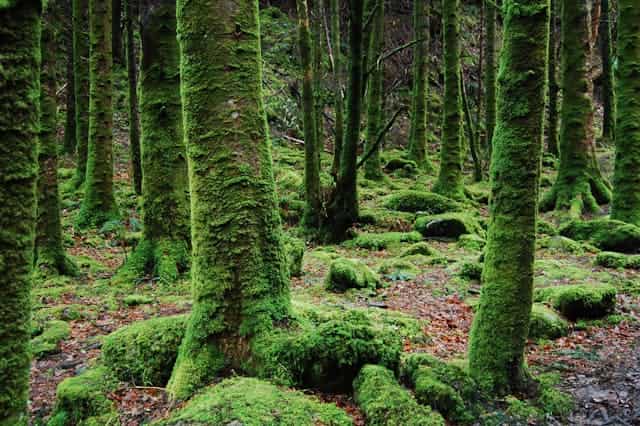 Moss Dream Meaning