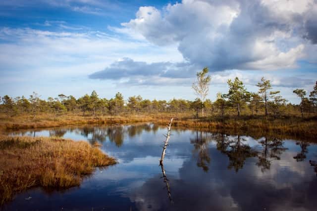 Muddy Swamp Dream Meaning