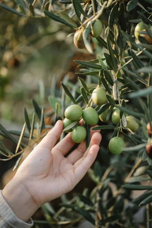 Olive Tree Dream Meaning