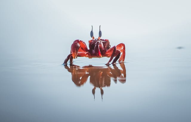 Red Crab Dream Meaning