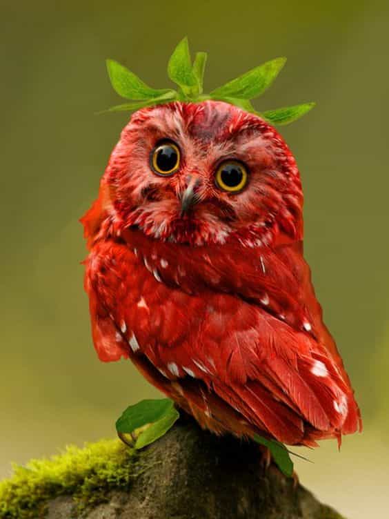 Red Owl Dream Meaning