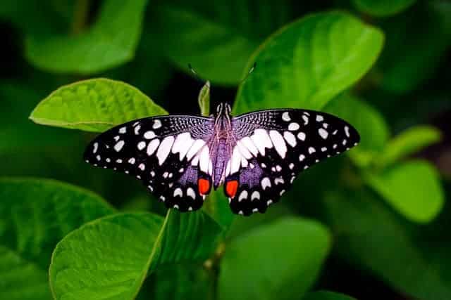 Schmetterling Traumdeutung