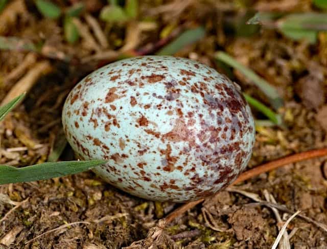 Snake Egg Dream Meaning